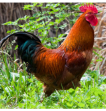 本地小種雞(圖1)